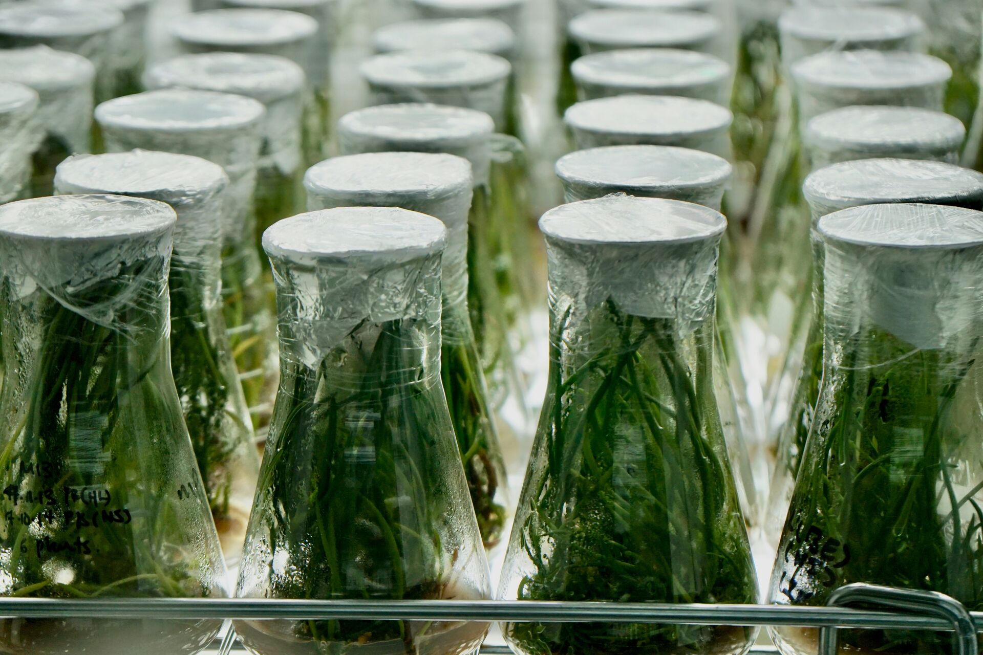 Plant tissue culture research