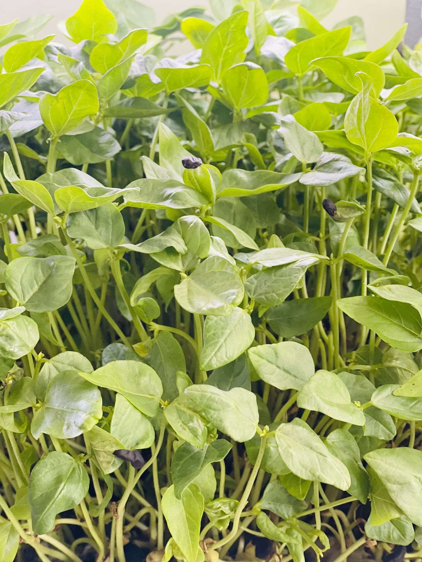 Research plot